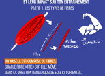 Les fibres musculaires et leur impact sur ton entraînement