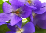 Un parfum de violette