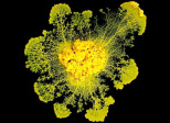 Le Virus et le Blob