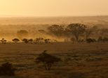 Faune sud-africaine (1)