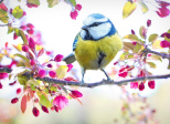 Accueil du printemps 