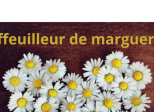 Effeuilleur de marguerite - Challenge Hebdo