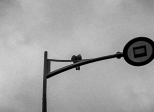 s’enfemmer (v. impers.)