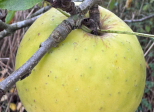 Jour n°1 #Apple #Pomme