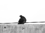 Le pigeon