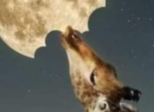 La langue des oiseaux comme fondement de la symbolique alchimique