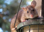 Jeux de mots rats portés