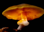 Lueur Enchantée d'un Champignon Orange