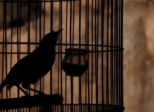 5.L'oiseau vert-de-gris