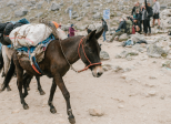 Mule