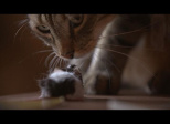Jouer au chat et à la souris