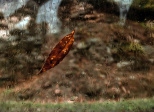 Bucolique (23/04/2020)