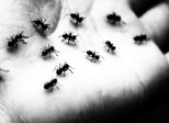 Episode 1 : Les fourmis