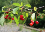 Le temps des cerises