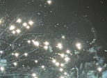 Les étoiles
