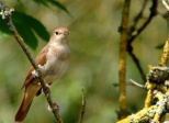 Première sortie "ornitho"