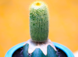 INK 04 - pour Cactus
