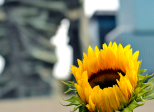 Mini expo photo 4 : Flower power
