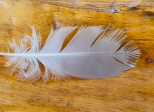 Plume au vent