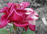 Flora Chapitre 18
