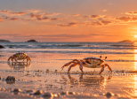 La complainte du crabe