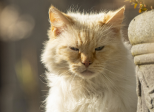 Chapitre 3/10 - A cloche-pattes
