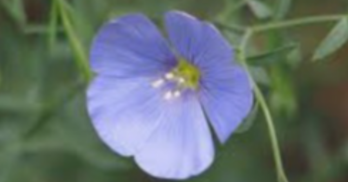 Cette petite fleur
