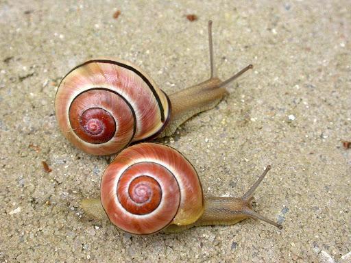 Le jardin des escargots