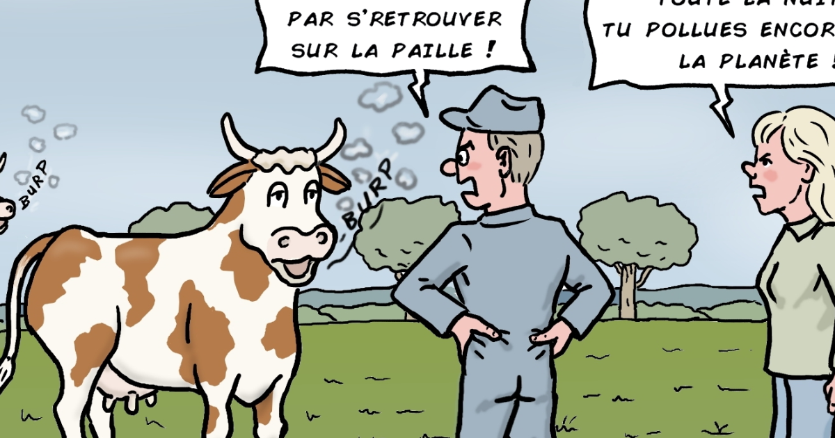        le rot des vaches en question