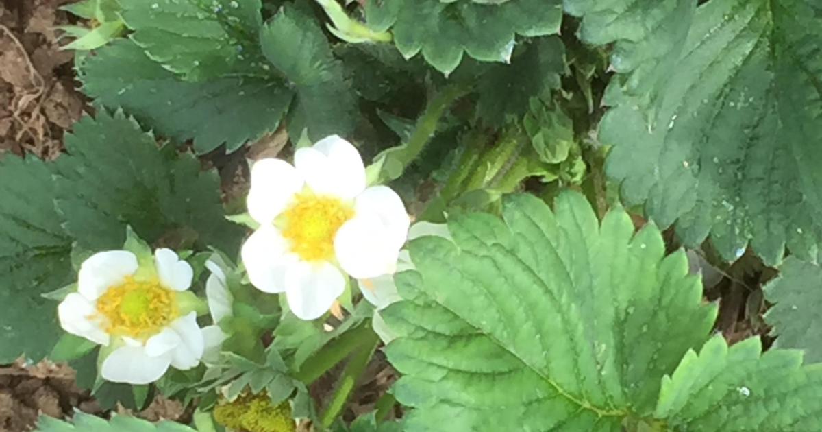 28 Avril au potager