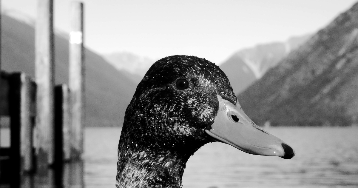Le Canard Courgette