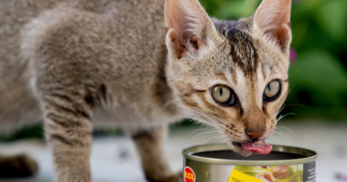 Bouffe industrielle