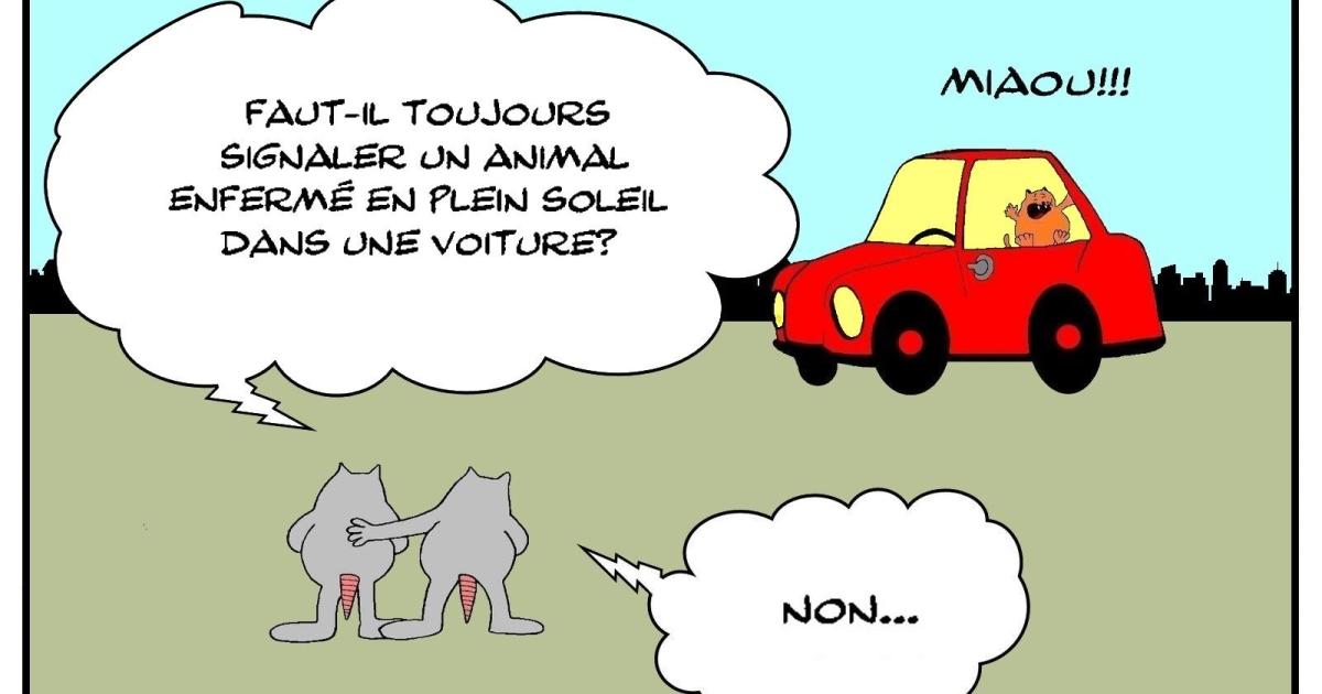 Rats sadiques 