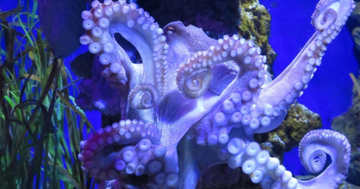 Octopus ma Muse