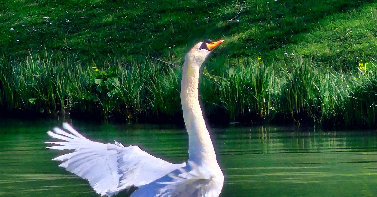 Les grâces du Printemps
