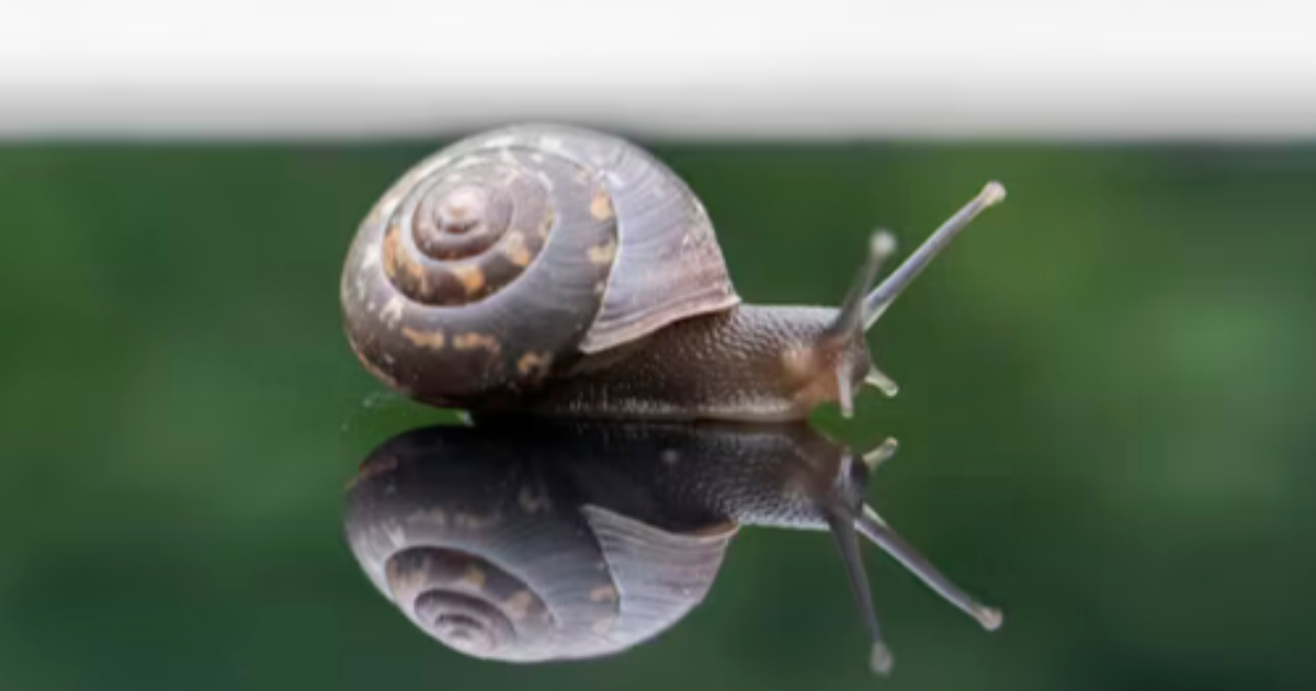 Escargot