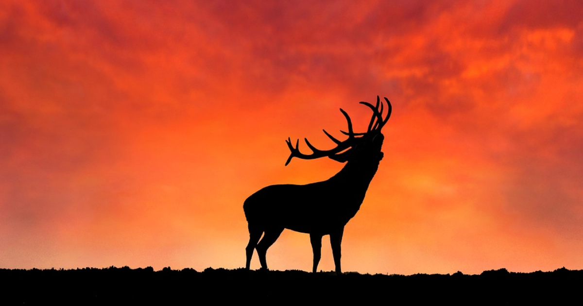 Rut