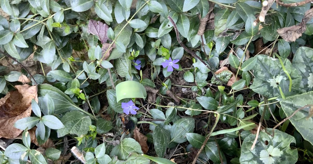Le jardin du 21 Février 