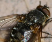 Mouche (5-7-5)