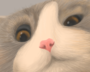 Le chat