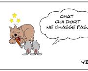 Chat au ( bout de ) bois  (sur le crâne ) dormant 