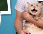 Chat-suffit