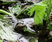 Dans l'eau qui miroite