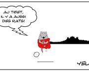 Rat du Tibet