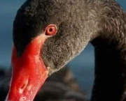 LA SUTURE DE L'ABSOLU