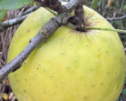 Jour n°1 #Apple #Pomme