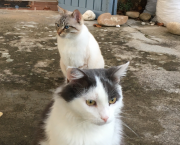 Max & Looping - Le Laitier
