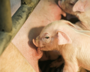 Cochonnet