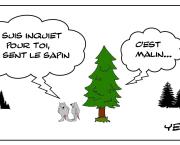 Le rat , le sapin et son odeur