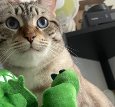 prev